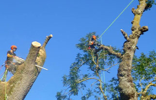 Elagage d’arbres