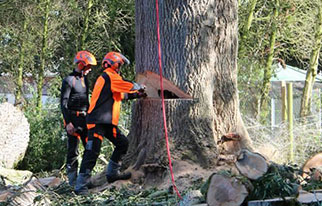 Abattage d’arbres