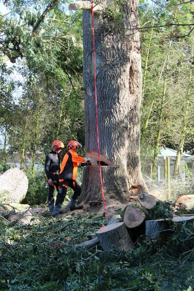abattage d arbres