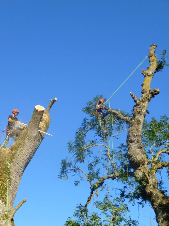 elagage d arbres